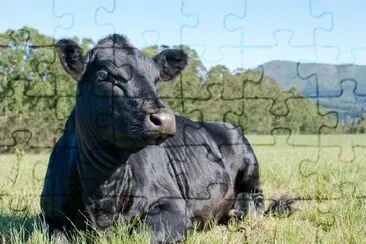 Black Angus jigsaw puzzle