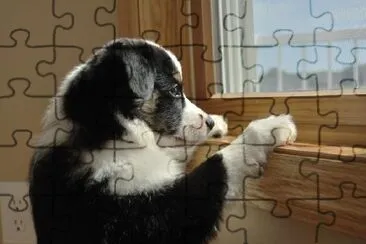 Australian Shepherd Puppy jigsaw puzzle