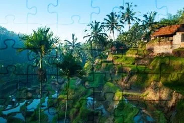 Terrace Rice Fields  jigsaw puzzle