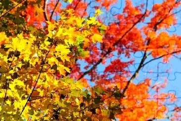 Feuilles d'érable rouges et jaunes d'automne