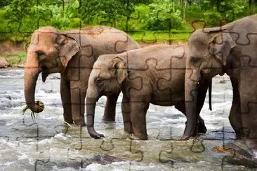 Three Elephants jigsaw puzzle