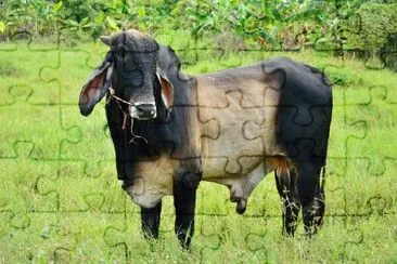 Cow in the Field jigsaw puzzle