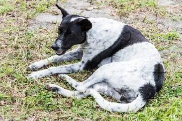 Um Cachorro no Jardim