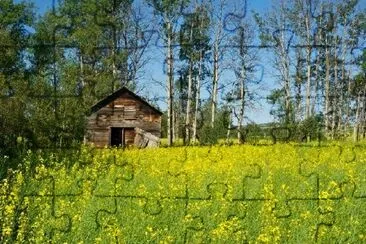 Стара дървена житница на ръба на полето с рапица