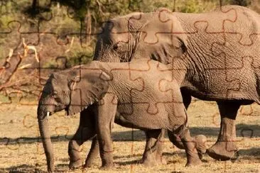 Bebê Elefante Africano Selvagem