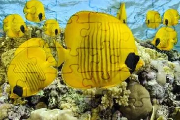 Yellow Fish jigsaw puzzle