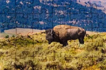 Buffalo on a Hill, Yellowstone National Park, USA jigsaw puzzle