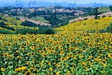 Paisaje de verano con girasoles, Marche, Italia