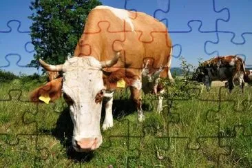 Vache au pâturage