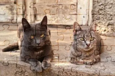 Dos gatos cerca de una casa abandonada