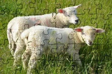 Cute Lambs jigsaw puzzle