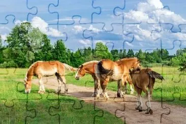 Horses in the Field jigsaw puzzle