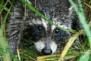 Petit raton laveur