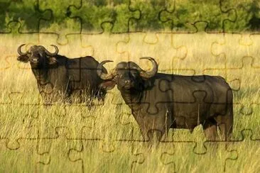 Cape Buffalo jigsaw puzzle