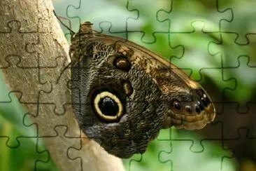 Eulenschmetterling thront auf einem Baum