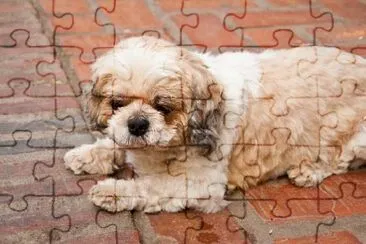 Cachorro Shih Tzu