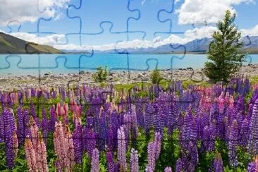 Lupin Flowers jigsaw puzzle