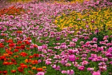 Fleurs dans le pré