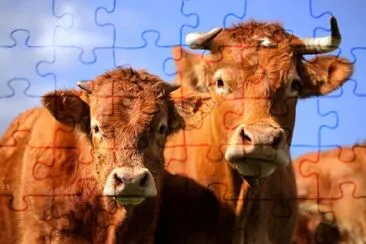 Red Bulls jigsaw puzzle