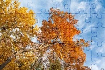 Alberi colorati in autunno