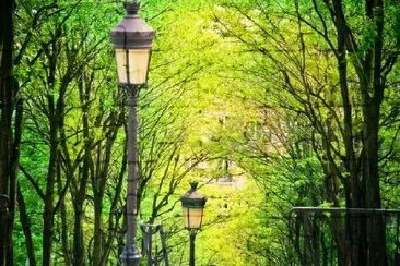 Árvores em Montmartre, Paris, França