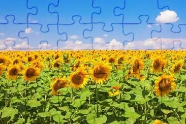 Sunflower Field jigsaw puzzle