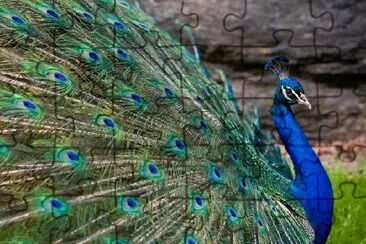 Beatiful Peacock jigsaw puzzle