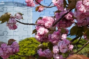 Fleur de cerisier dans la ville