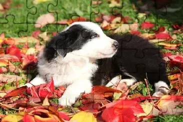 Border Collie Welpe, der in den roten Blättern liegt