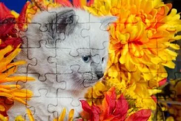 Cute Kitten and Flowers jigsaw puzzle