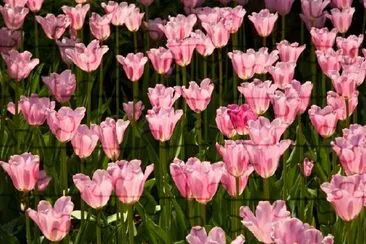 Tulipanes rosados