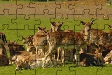 Roe Deer jigsaw puzzle