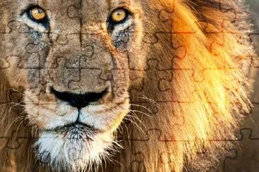 Male Lion jigsaw puzzle