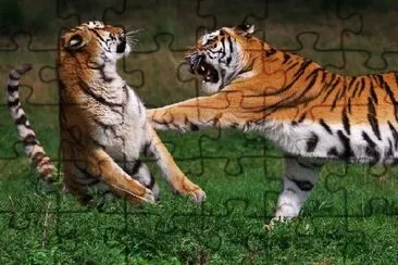 Tigres siberianos luchando