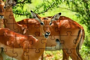 Wild Antelope jigsaw puzzle