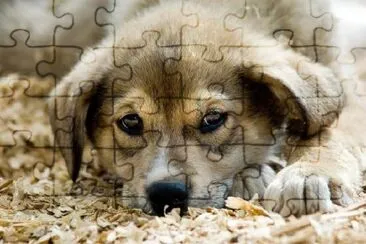 Husky Puppy jigsaw puzzle