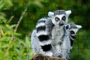 Two Ring-Tailed Lemur jigsaw puzzle