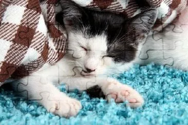 Chaton endormi sur tapis bleu