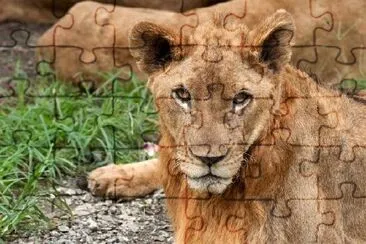 Young Lion jigsaw puzzle