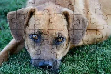 Mixed Breed Dog jigsaw puzzle