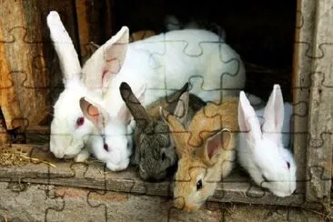 Bunny Rabbits Family jigsaw puzzle