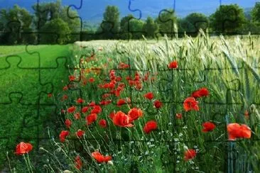 Red Poppies jigsaw puzzle