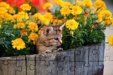 Söt kattunge i blomkruka