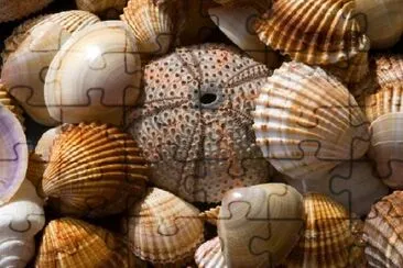 Coleção Sea Shell