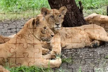 Deux Lions au repos