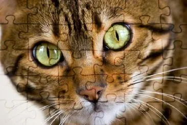 Bengal Cat Face jigsaw puzzle