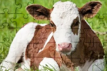 Calf Sitting jigsaw puzzle