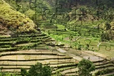 Terraços de arroz