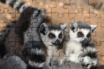 Pack of Lemurs jigsaw puzzle