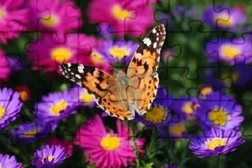 Butterfly on Purple Flowers jigsaw puzzle